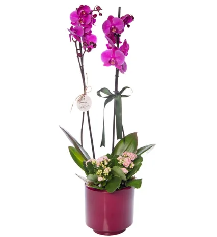 Mürdüm Saksıda Mor Orkide ve Pembe Kalanchoe