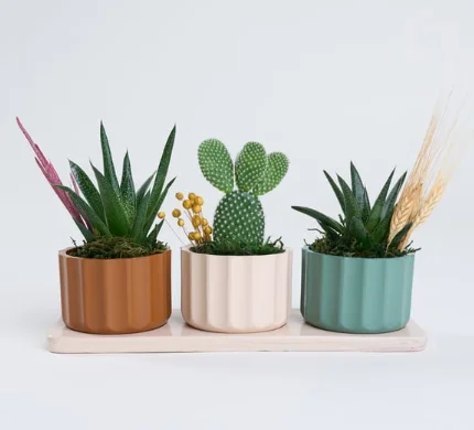 Trio Saksıda Haworthia Limifolia ve Opuntia